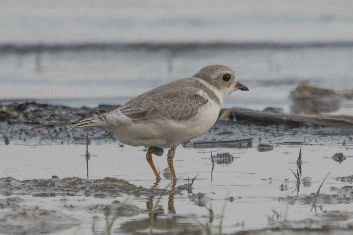 Piping Plover - ML295045131
