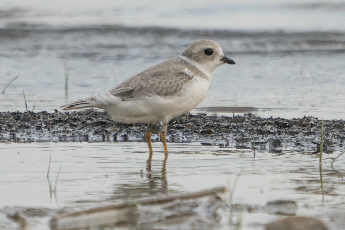 Piping Plover - ML295045151