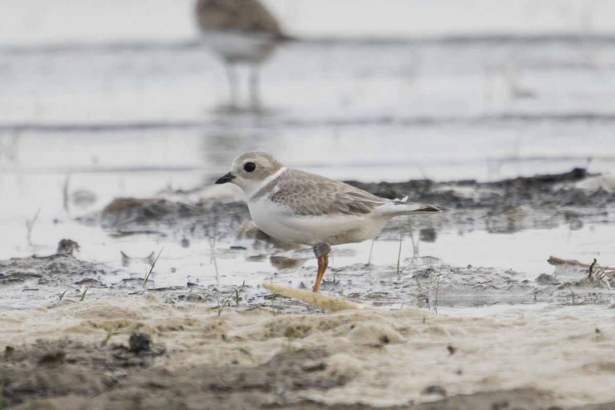 Piping Plover - ML295045161