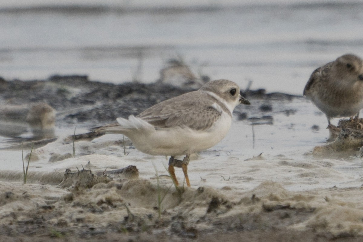 Piping Plover - ML295045181
