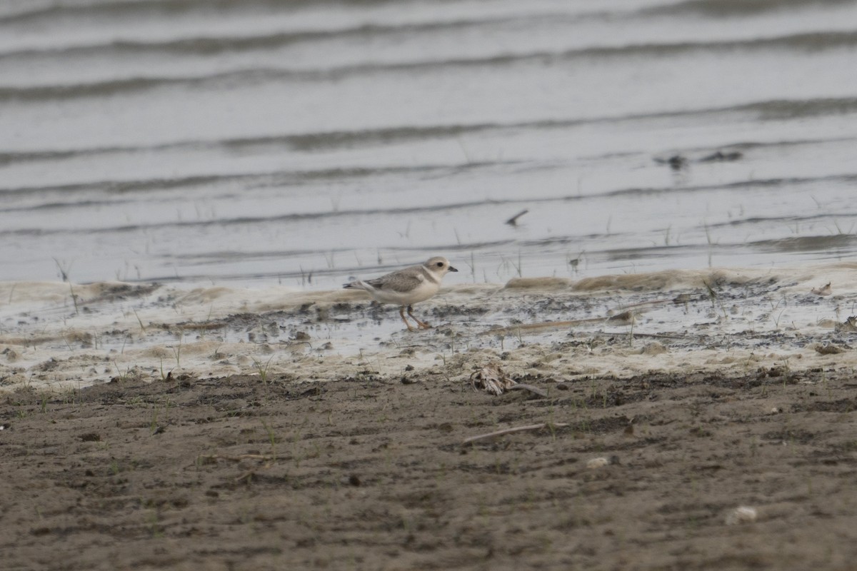 Piping Plover - ML295045191