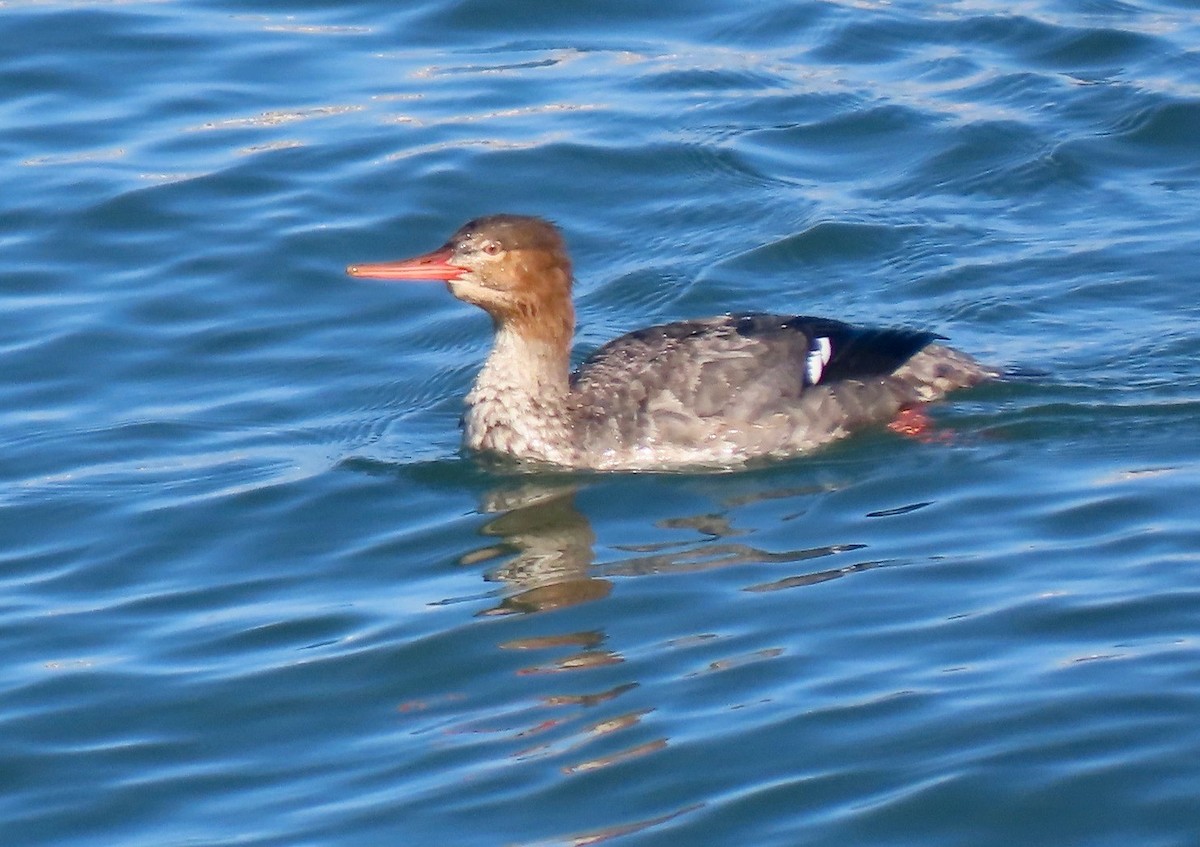 Red-breasted Merganser - Lois Goldfrank