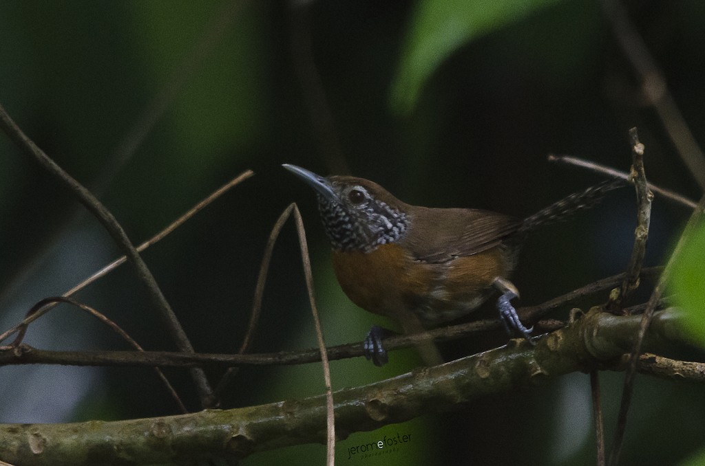 Rufous-breasted Wren - Jerome Foster