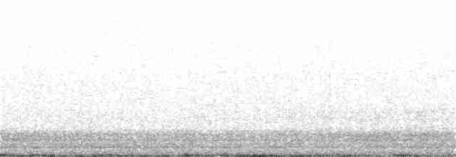 Plectrophane lapon - ML295049181