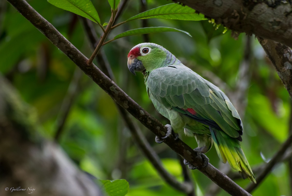 Red-lored Parrot - Guillermo NAGY Aramacao Tours