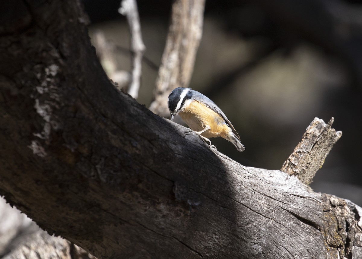 Red-breasted Nuthatch - Jonathan Creel