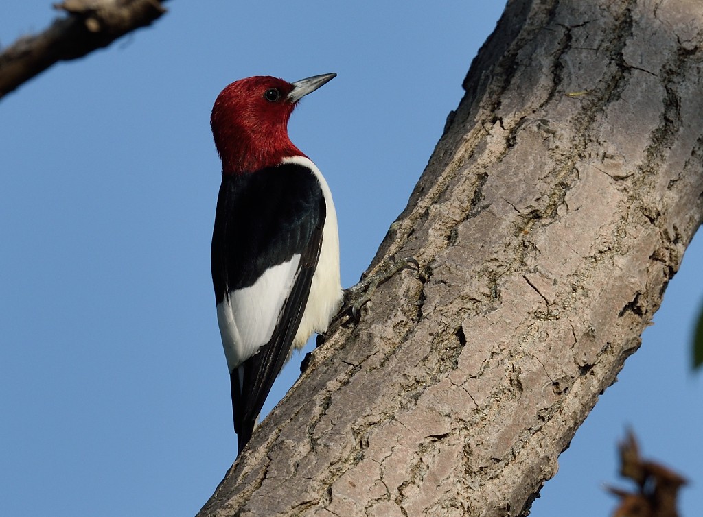 Red-headed Woodpecker - Dinu Bandyopadhyay