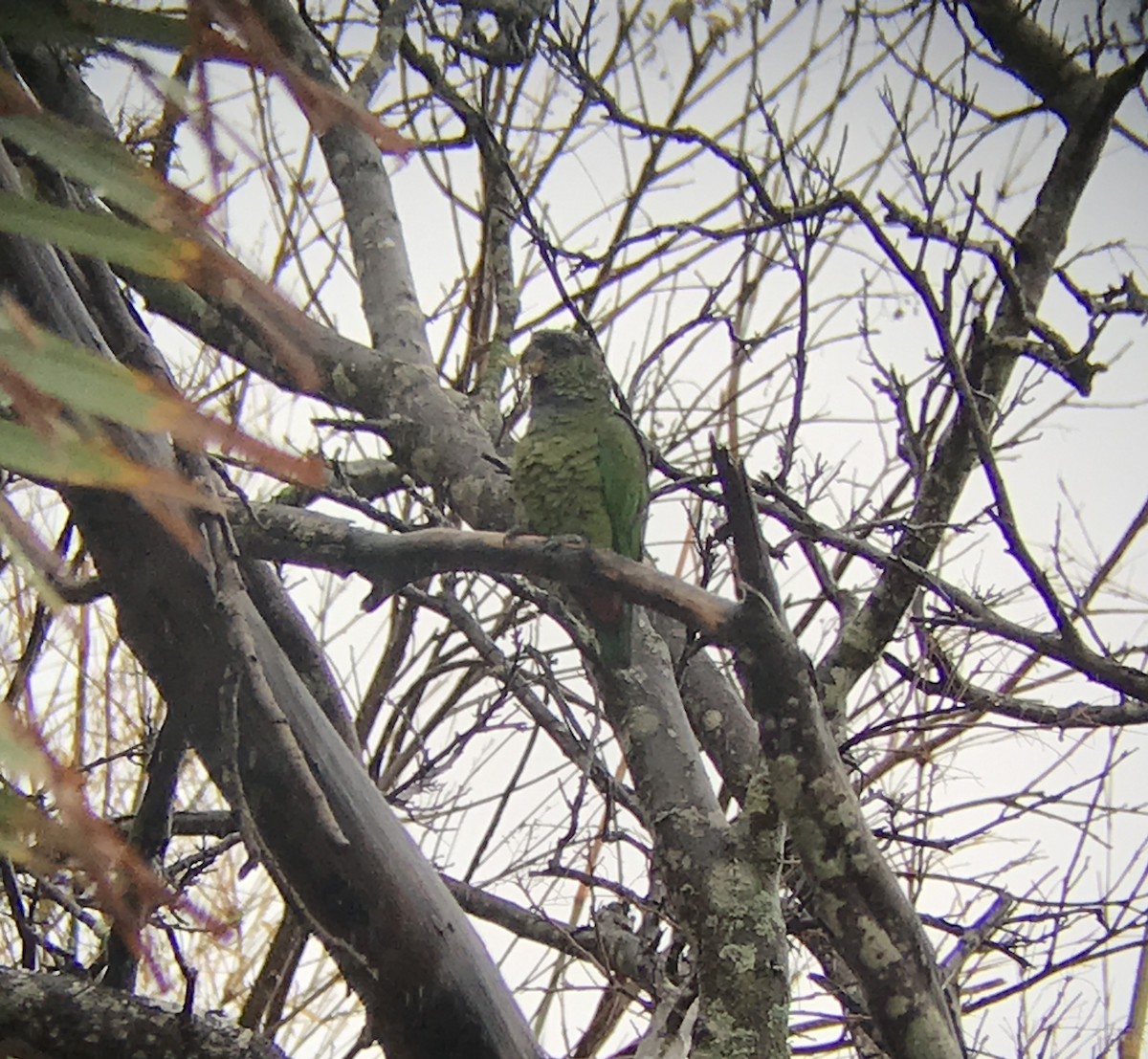 Scaly-headed Parrot - ML295056151