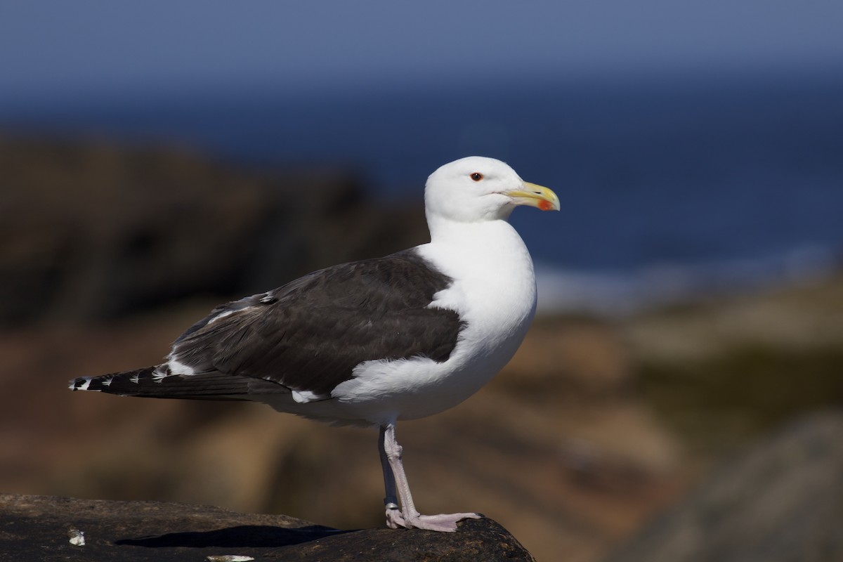 Great Black-backed Gull - Nathan Dubrow