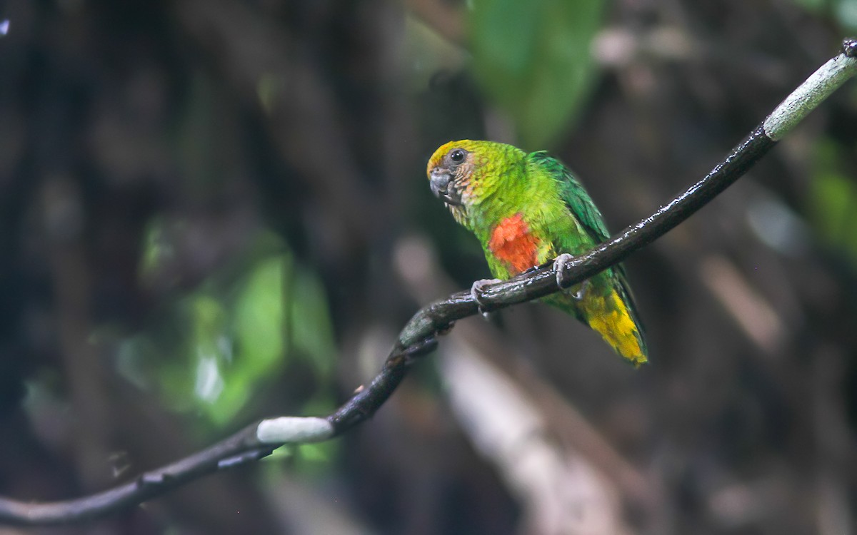 Yellow-capped Pygmy-Parrot - Wade Strickland