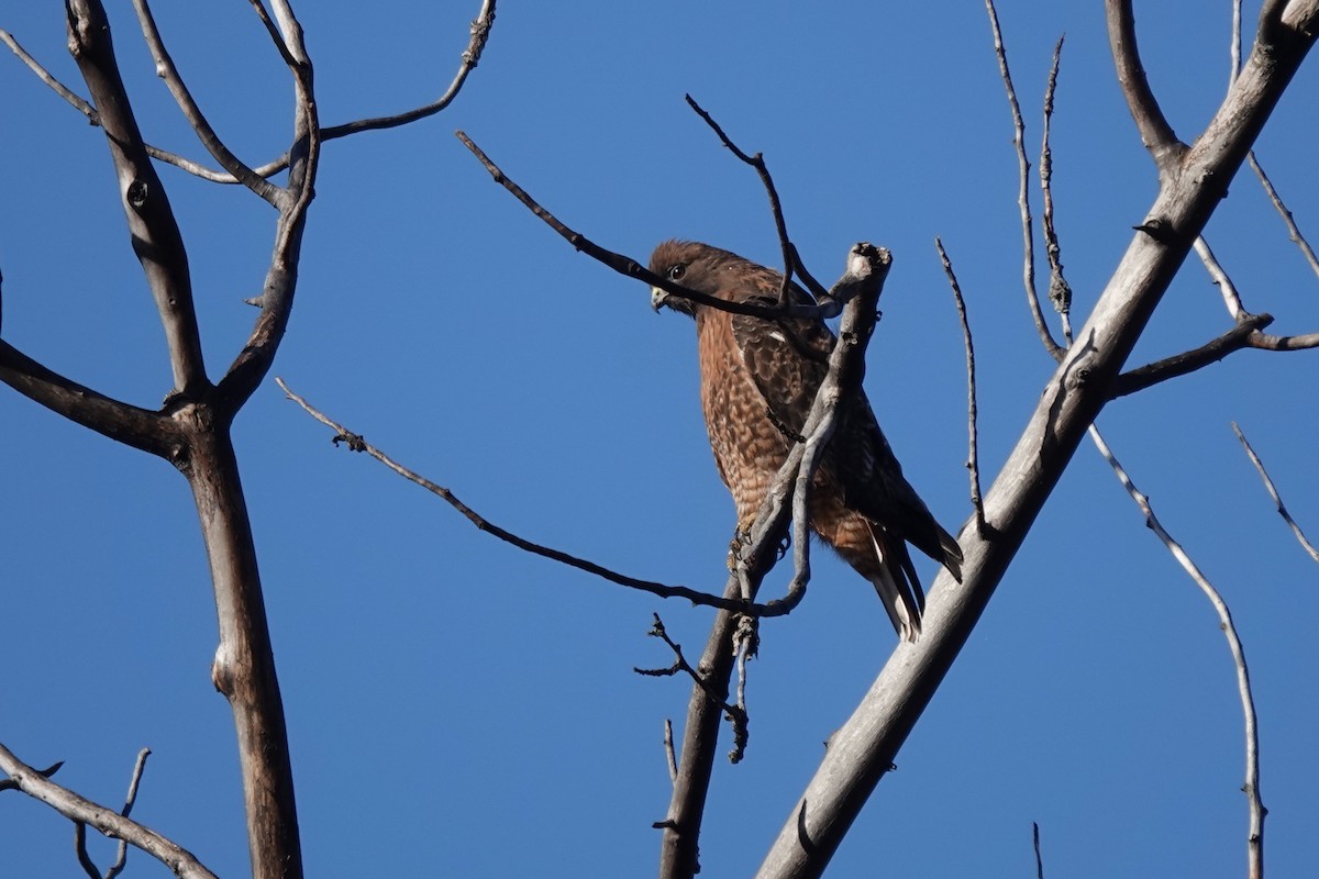 Red-tailed Hawk - Dondi Black