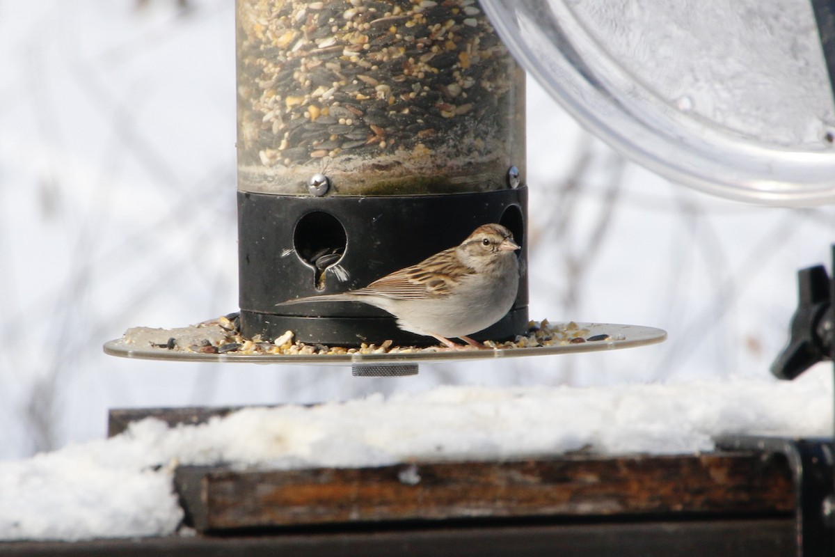 Chipping Sparrow - ML295060481