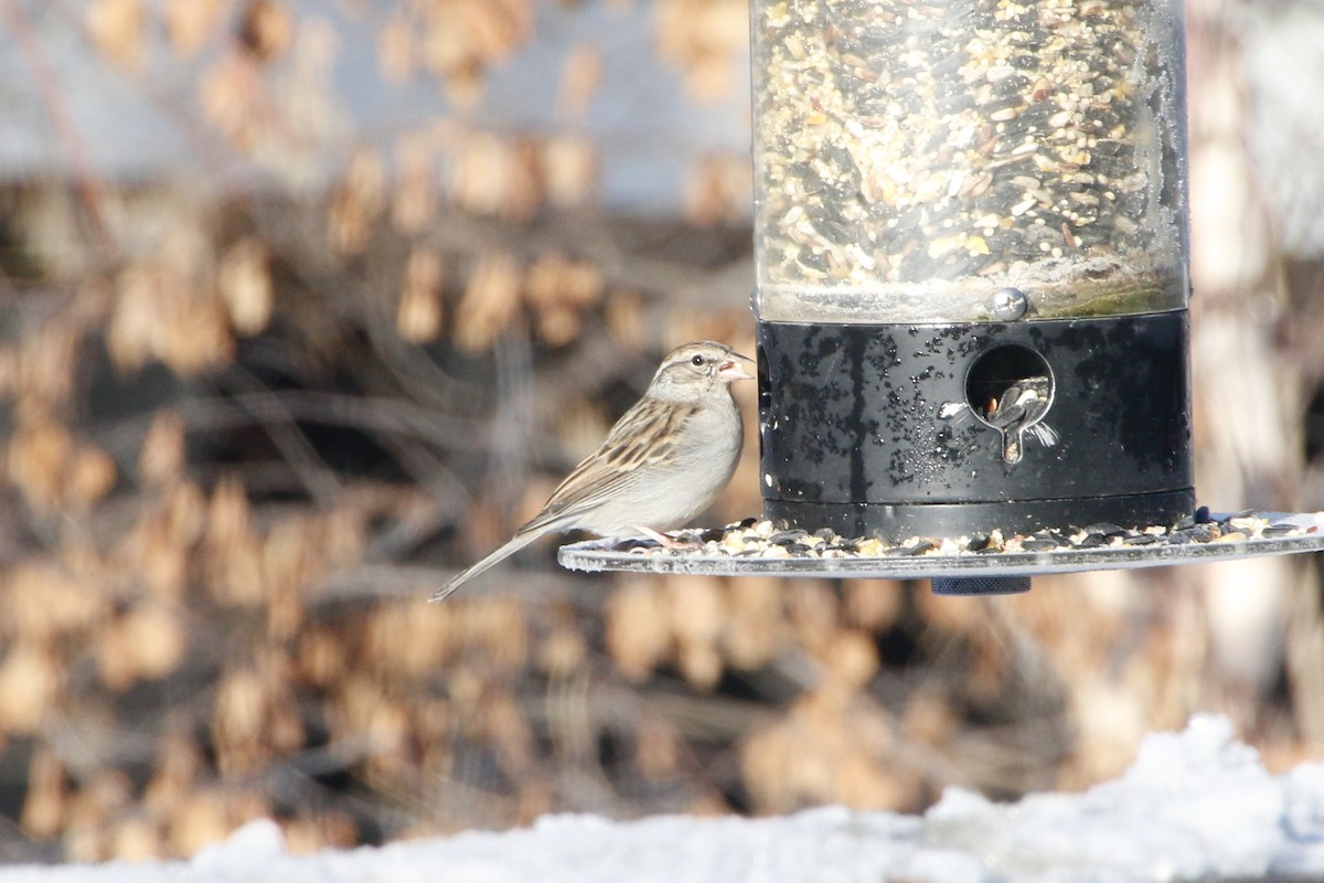 Chipping Sparrow - ML295060581