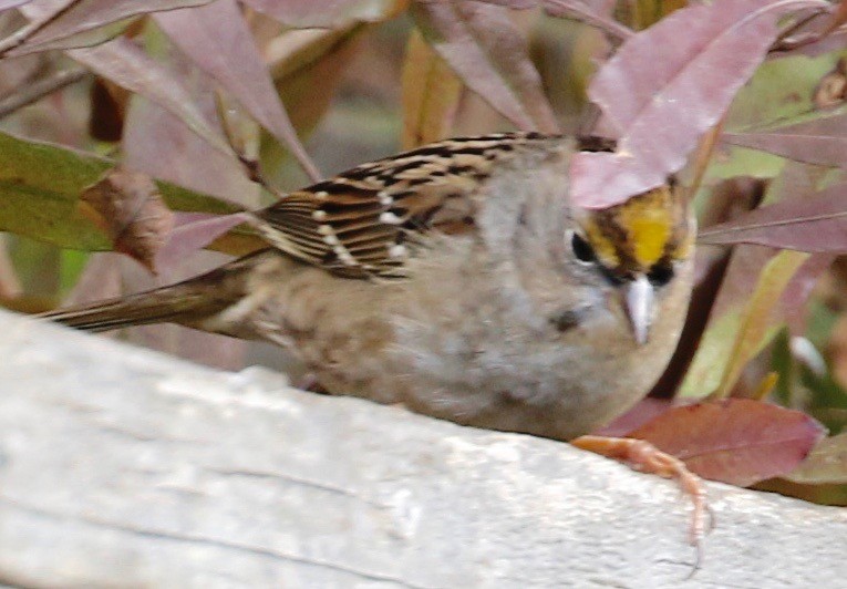 Golden-crowned Sparrow - ML295065101