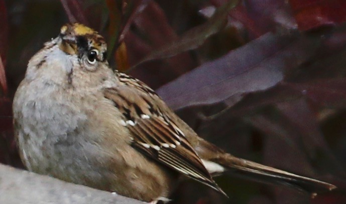 Golden-crowned Sparrow - ML295065151