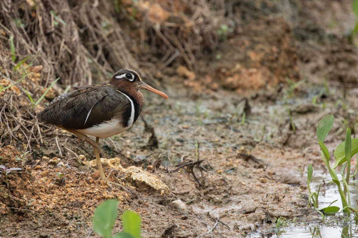 Greater Painted-Snipe - ML295068961