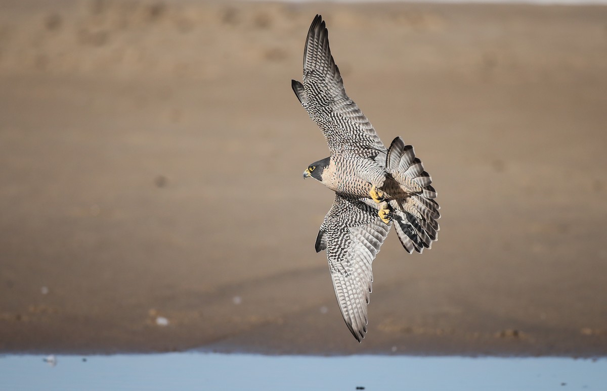 Peregrine Falcon (North American) - Blake Matheson