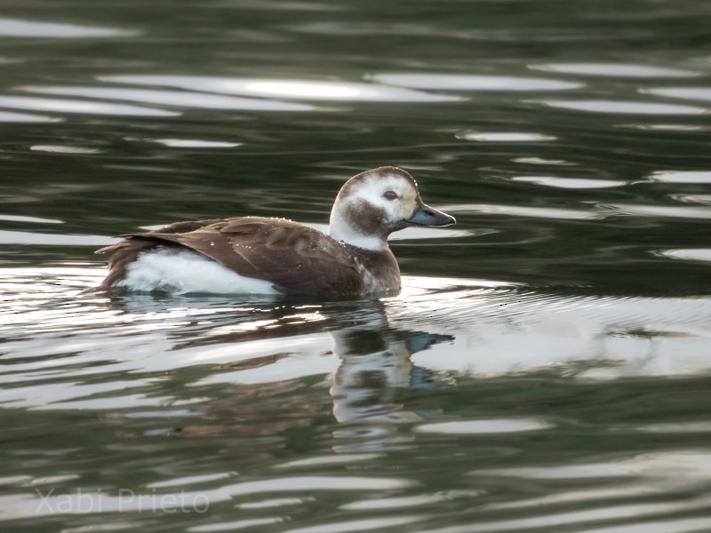 Long-tailed Duck - ML295075291