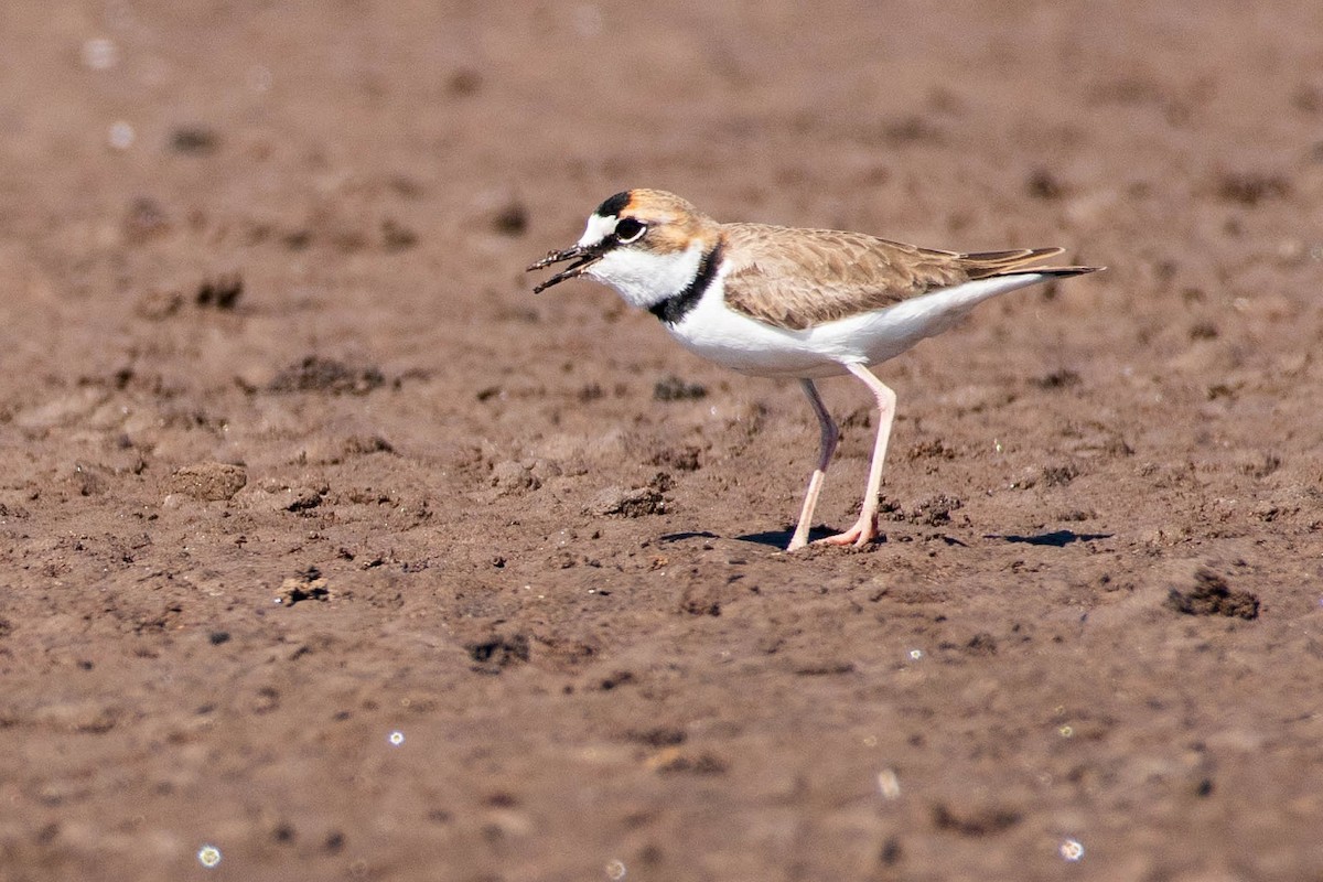 Collared Plover - ML295077181