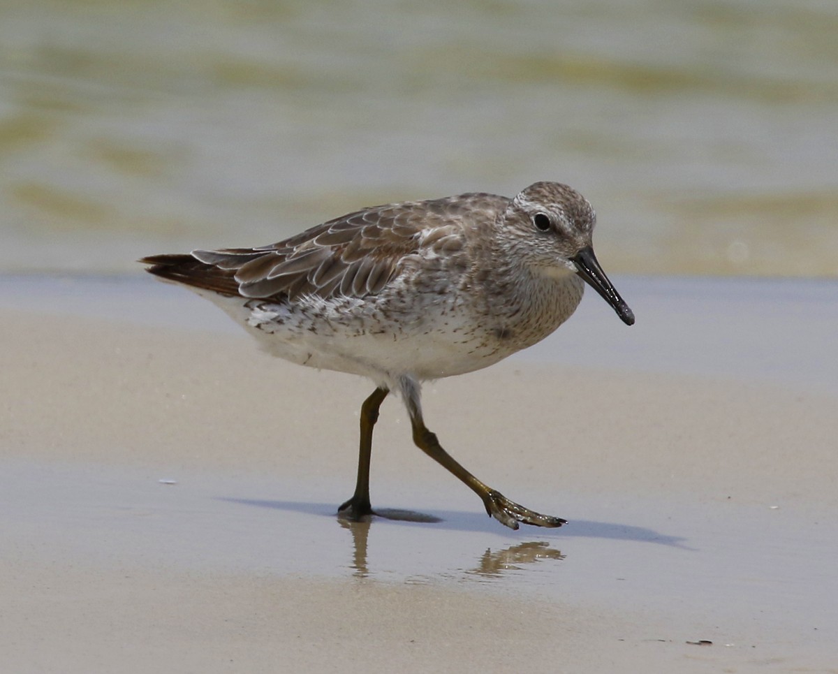 Red Knot - ML29507861