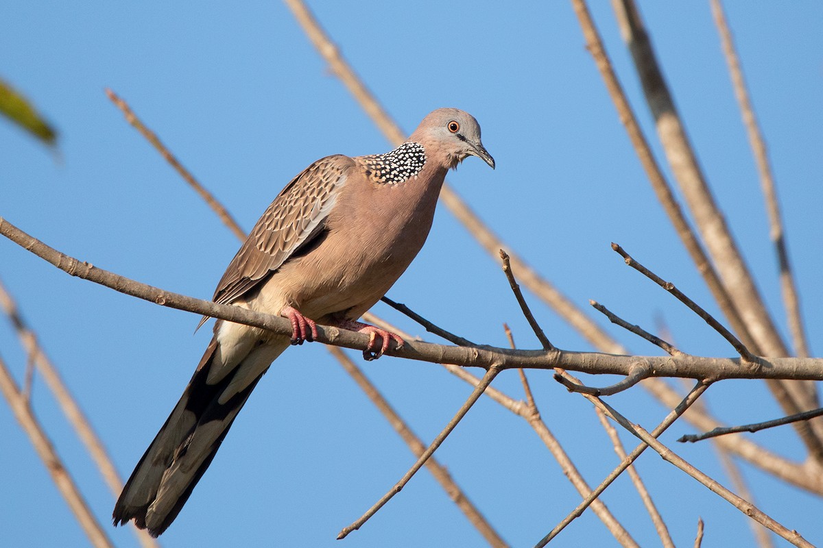 Spotted Dove (Eastern) - Ayuwat Jearwattanakanok