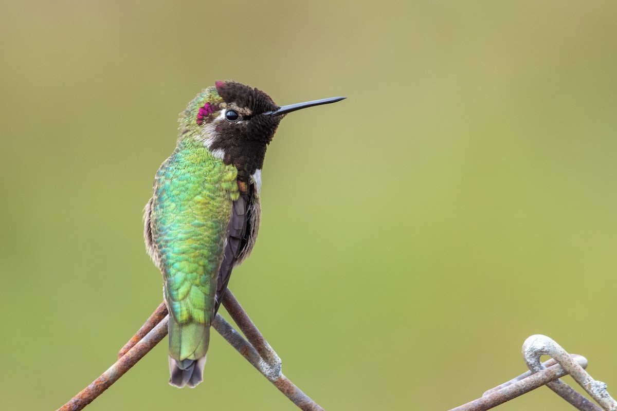 Anna's Hummingbird - Drew Beamer