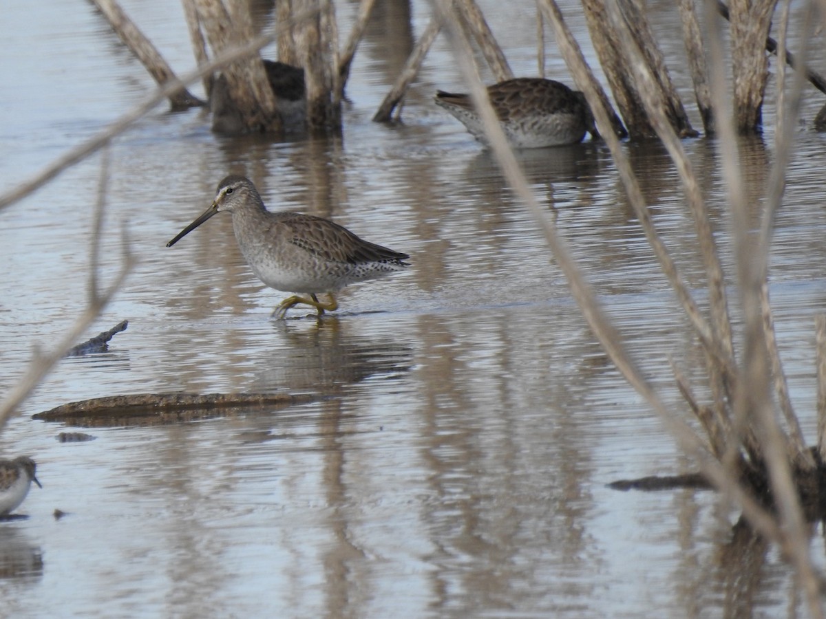 Long-billed Dowitcher - ML295082841