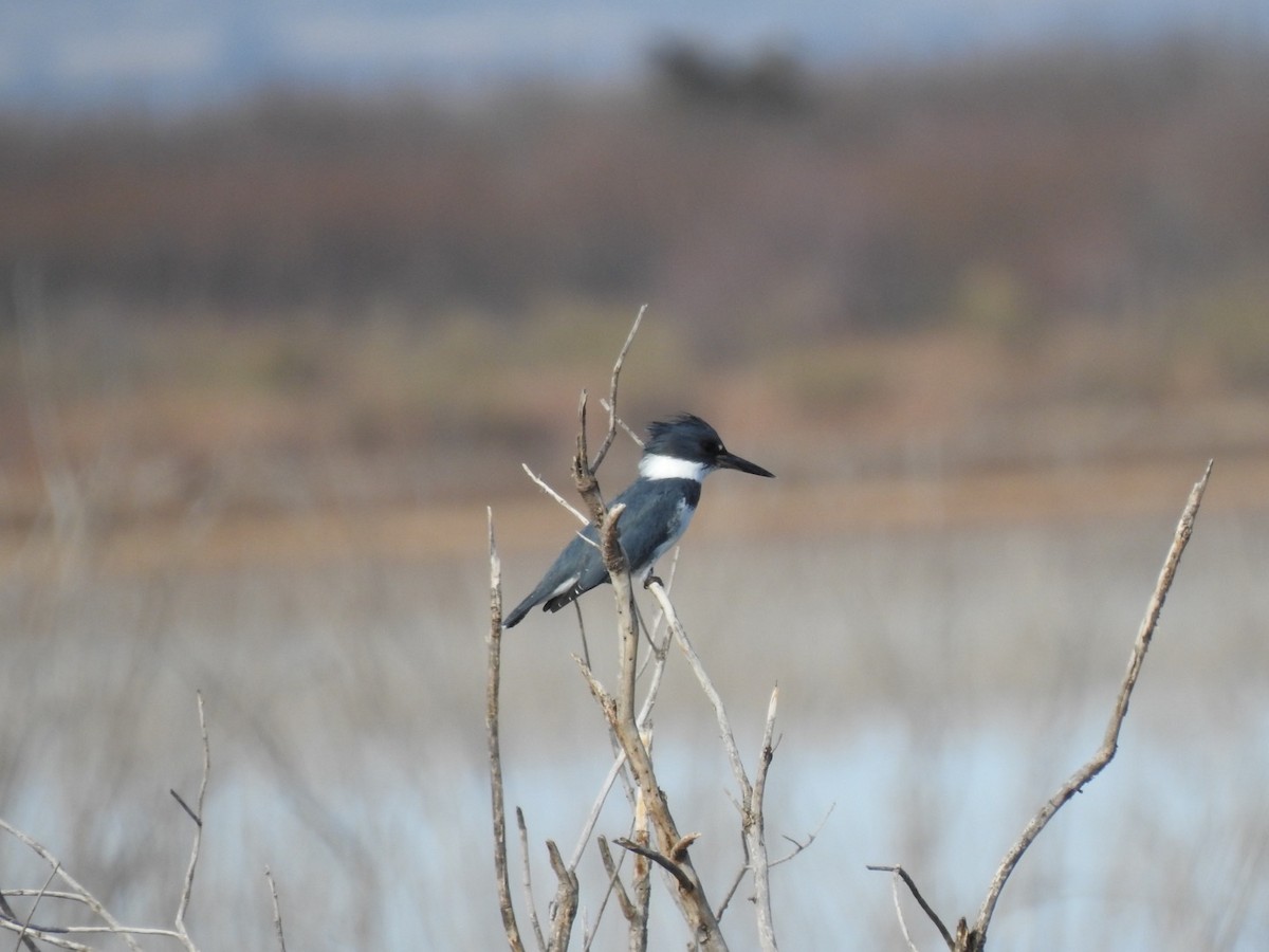 Belted Kingfisher - ML295083261