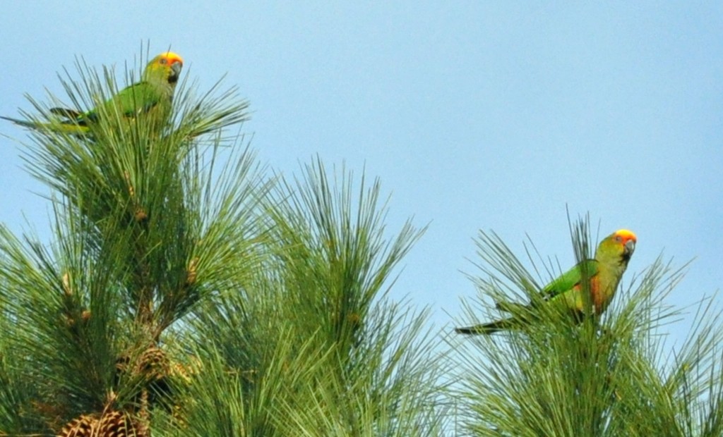 Golden-capped Parakeet - ML29508491
