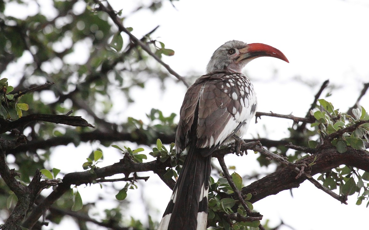Damara Red-billed Hornbill - Eero Rasi