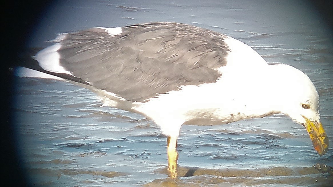 Yellow-footed Gull - ML295092061