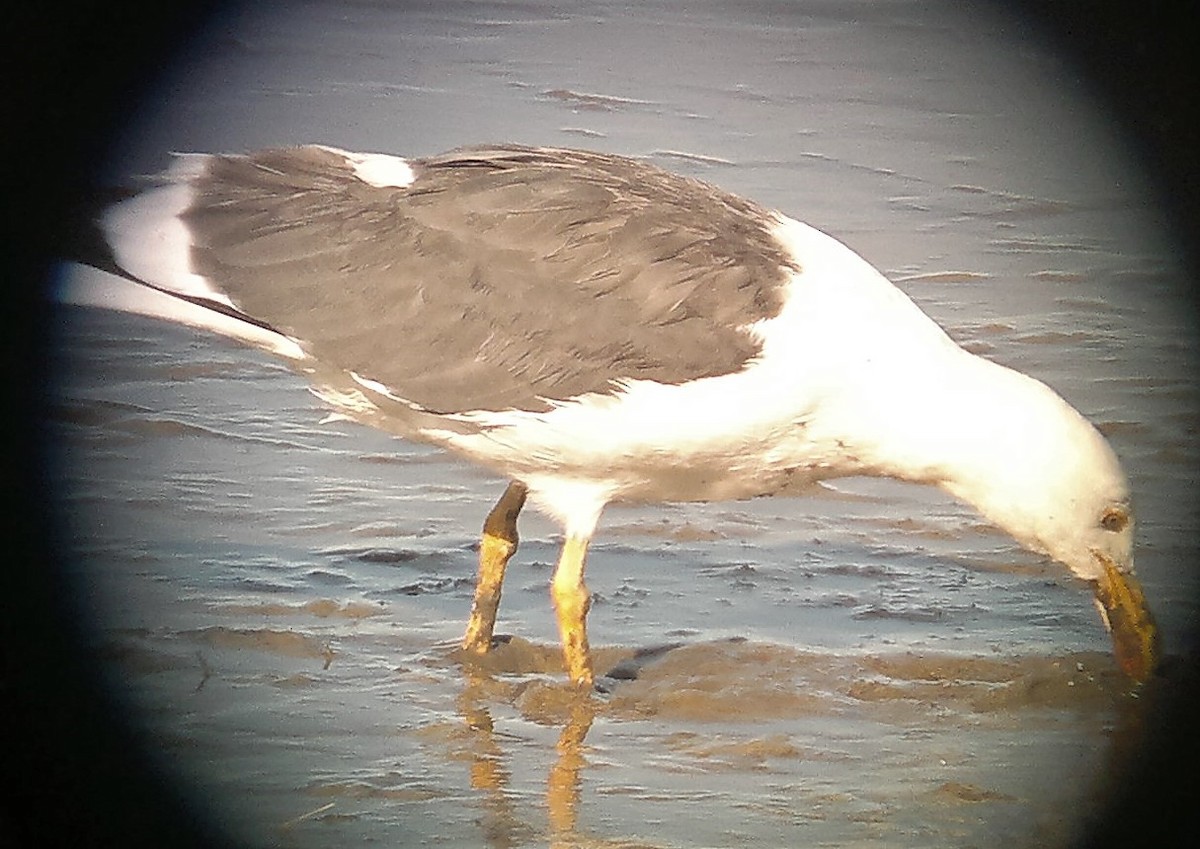 Yellow-footed Gull - ML295092071