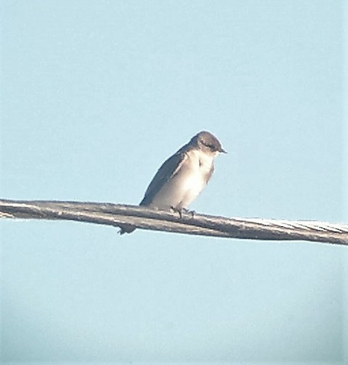 Northern Rough-winged Swallow - ML295092081