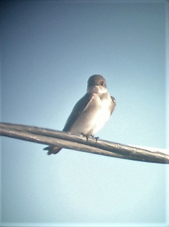Northern Rough-winged Swallow - ML295092091