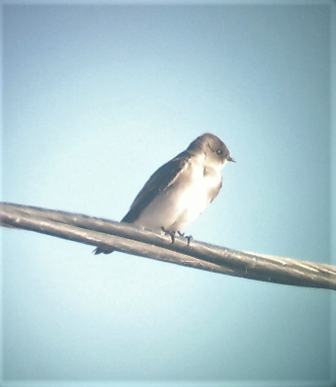 Northern Rough-winged Swallow - ML295092101