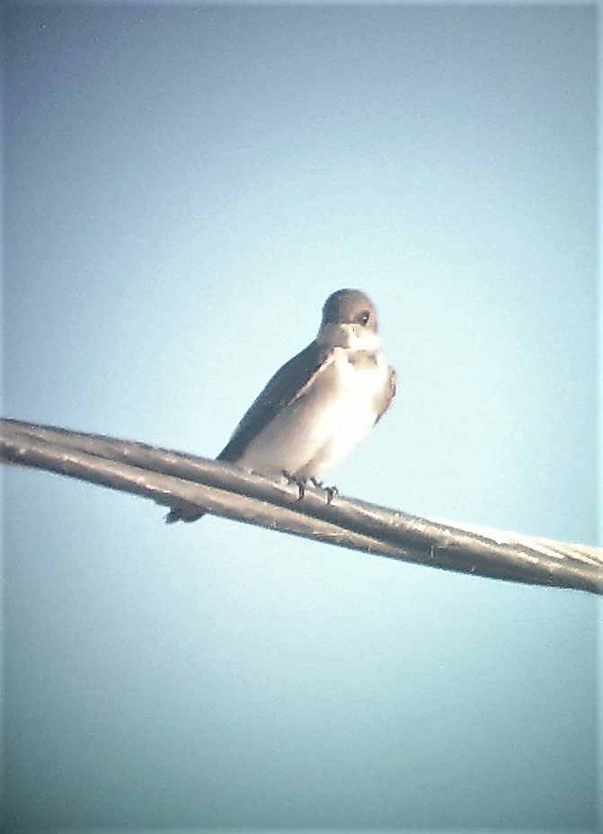 Northern Rough-winged Swallow - Carmelo de Dios