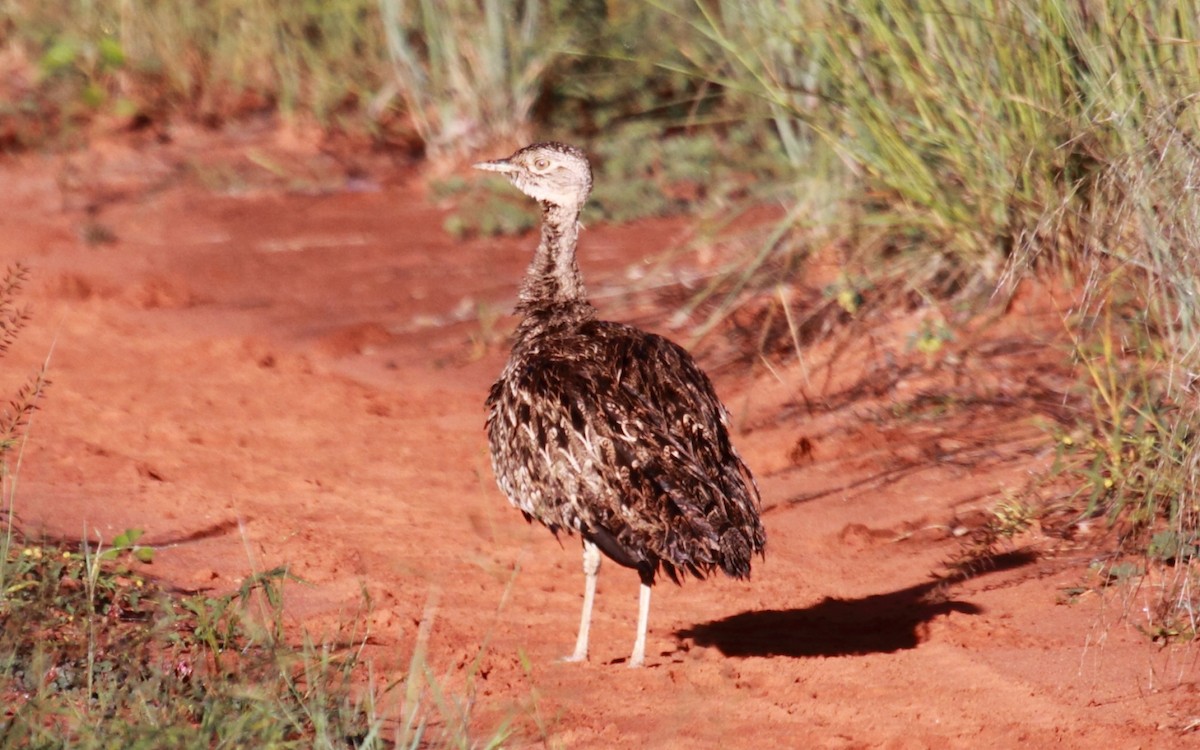 Red-crested Bustard - ML295094011