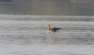 Greater White-fronted Goose, ML295097001
