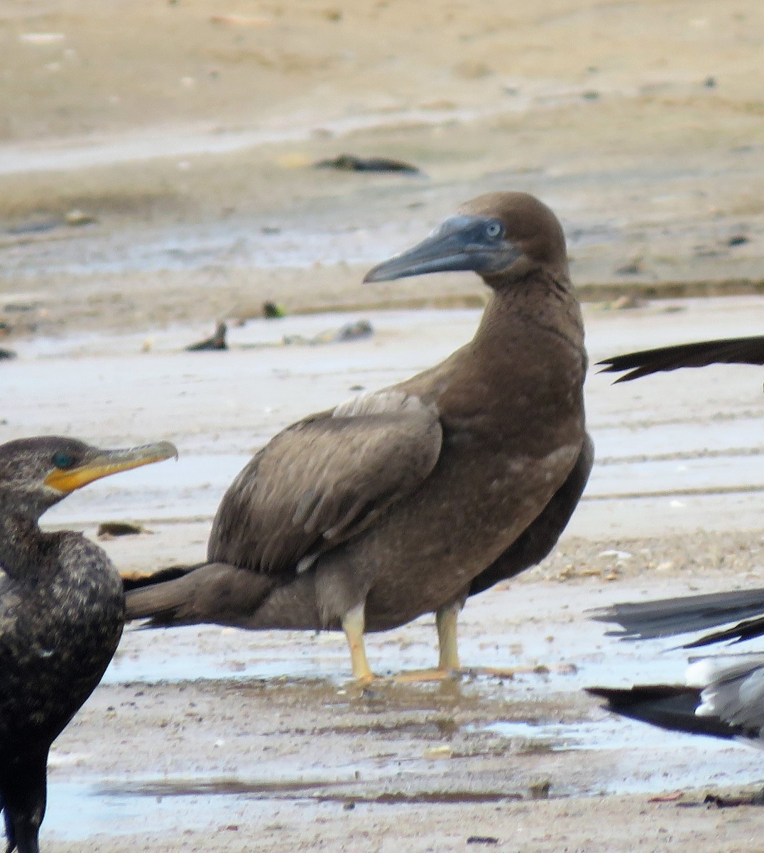 Brown Booby - ML295097041
