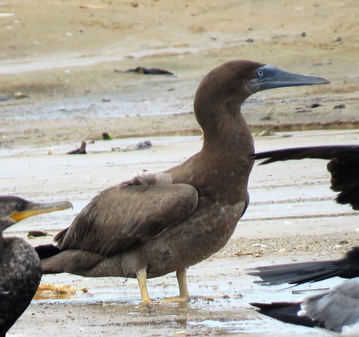 Brown Booby - ML295097051