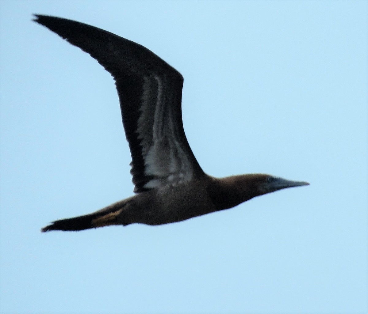 Brown Booby - ML295097461