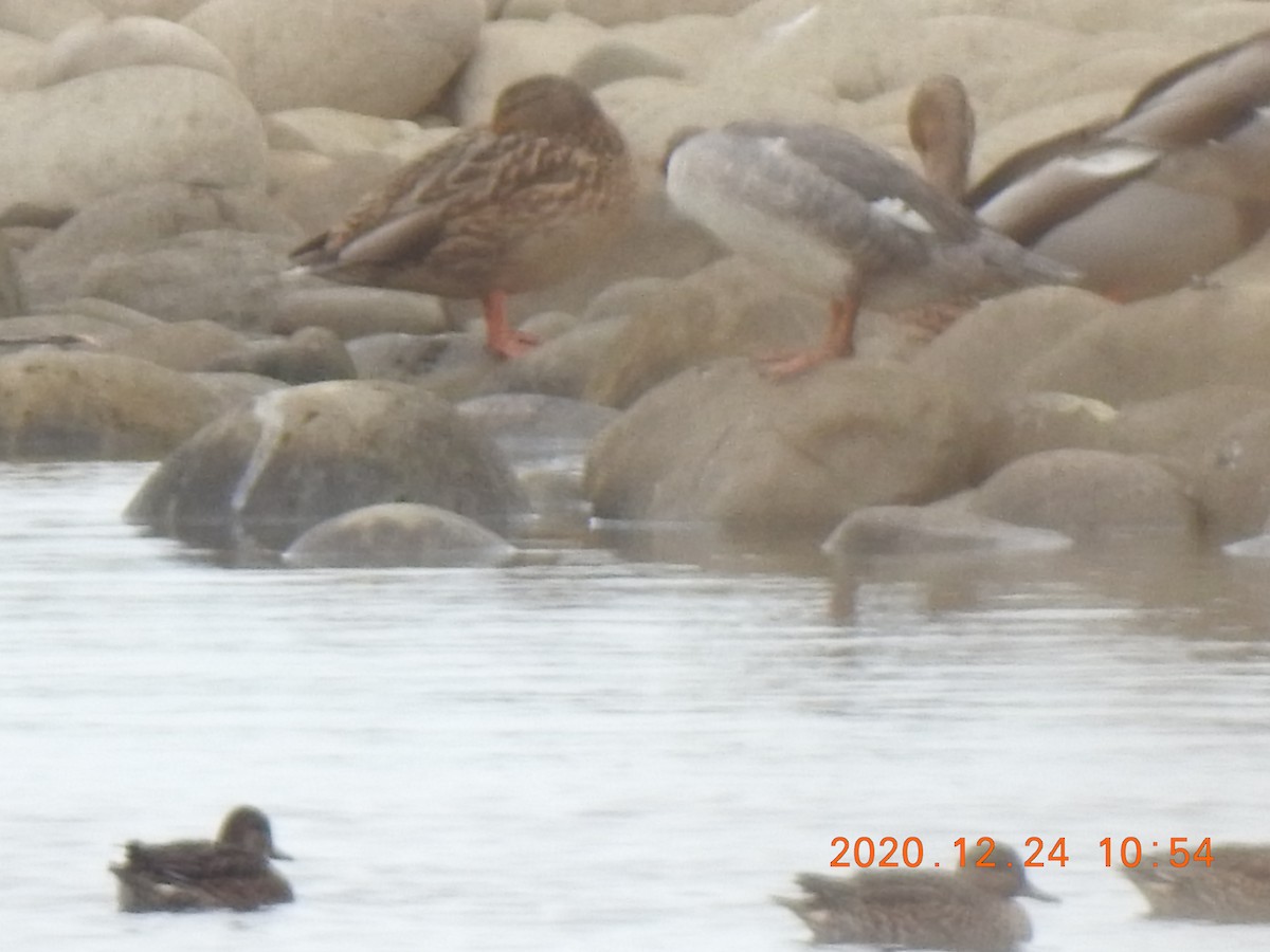 Green-winged Teal - ML295103531