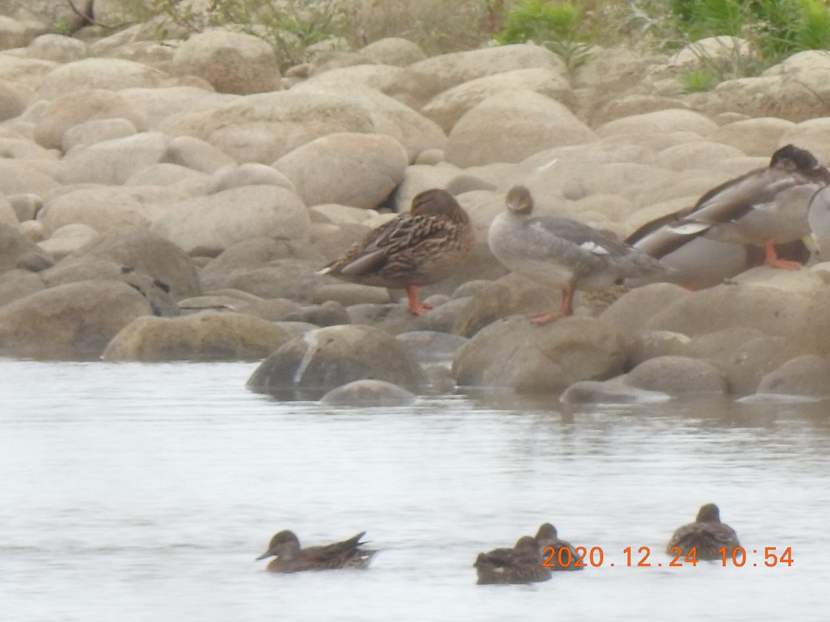 Green-winged Teal - ML295105111