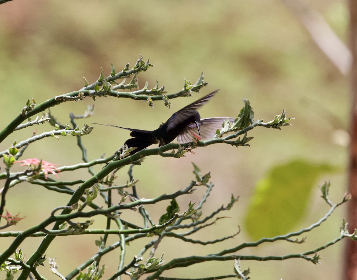Swallow-tailed Hummingbird - Gary Brunvoll