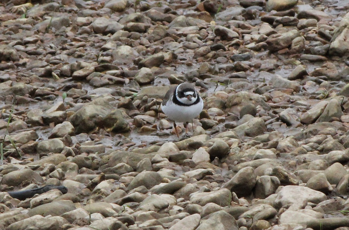 Semipalmated Plover - ML29510591