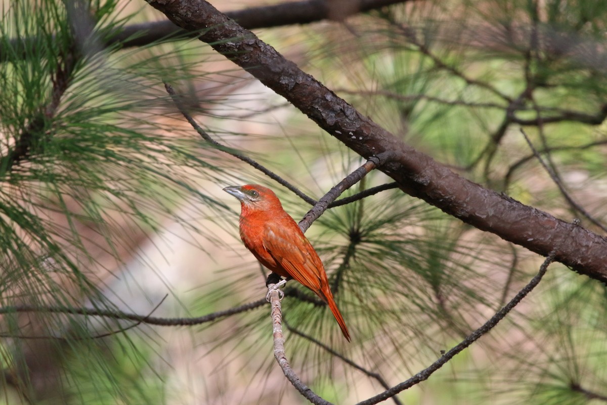 Hepatic Tanager - ML29510631