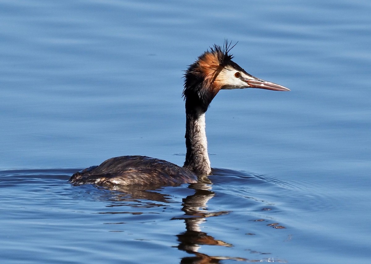 Great Crested Grebe - ML295108551