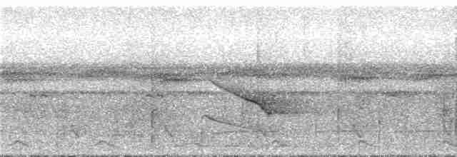 Band-tailed Manakin - ML295111