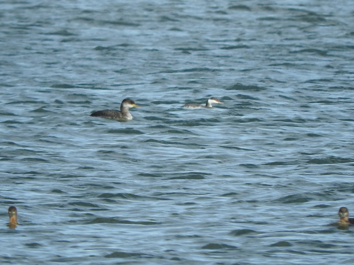 Red-necked Grebe - ML295111741