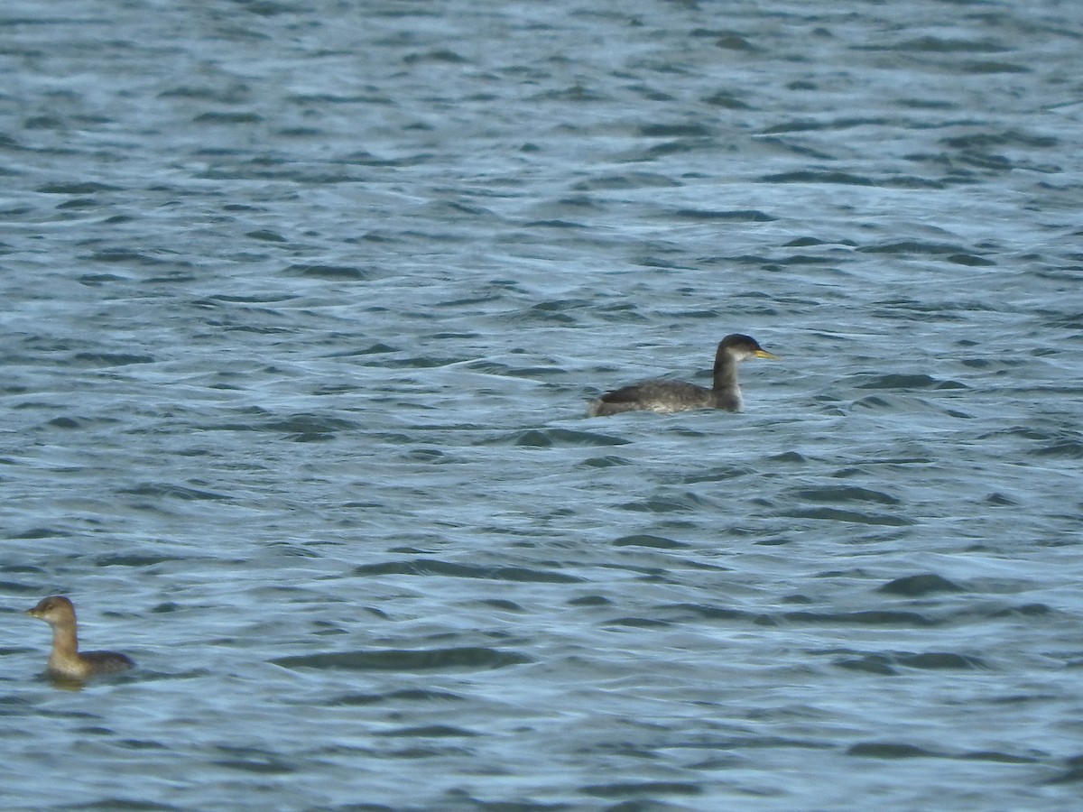 Red-necked Grebe - ML295111891